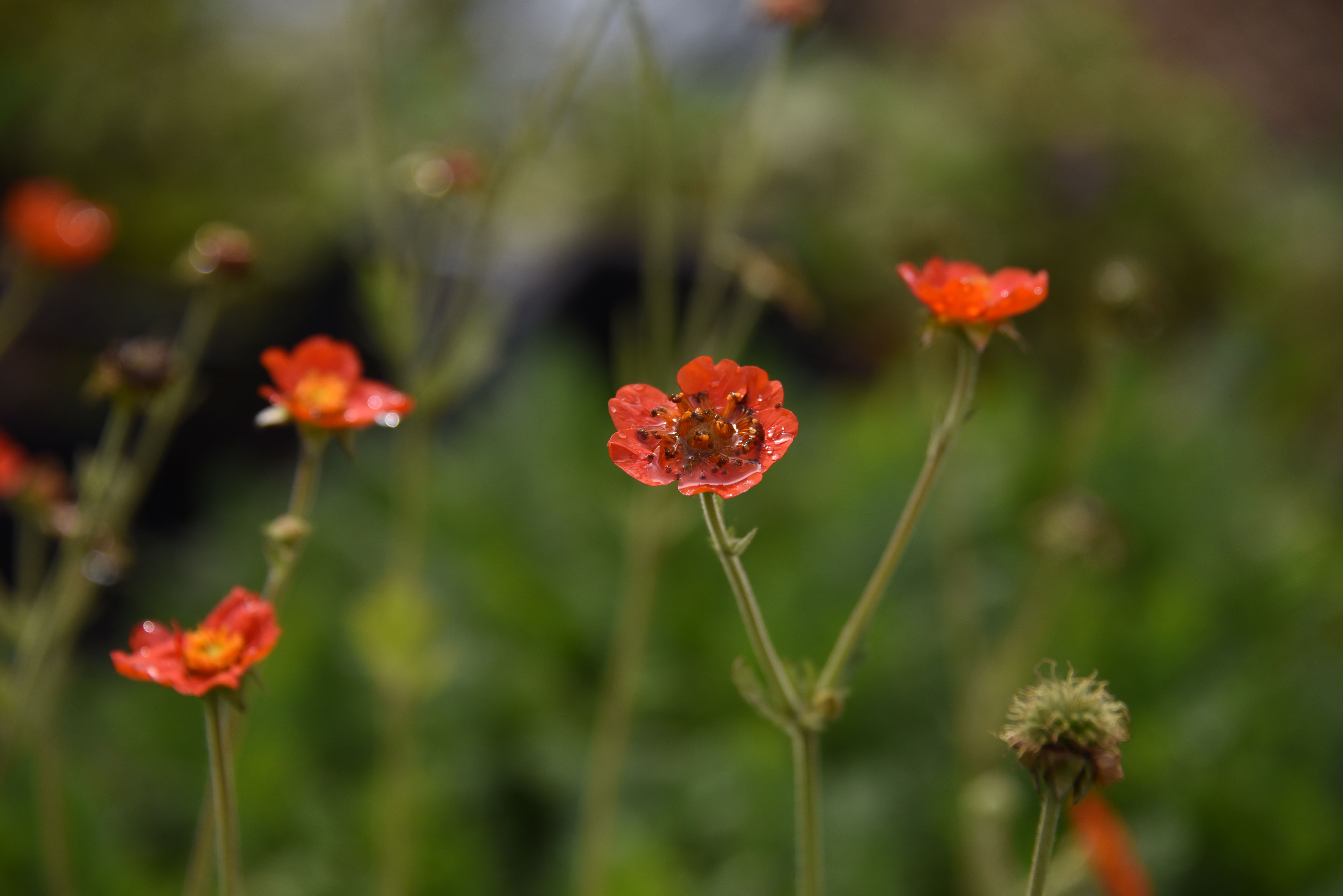 Geum coccineum 'Borisii' bestellen